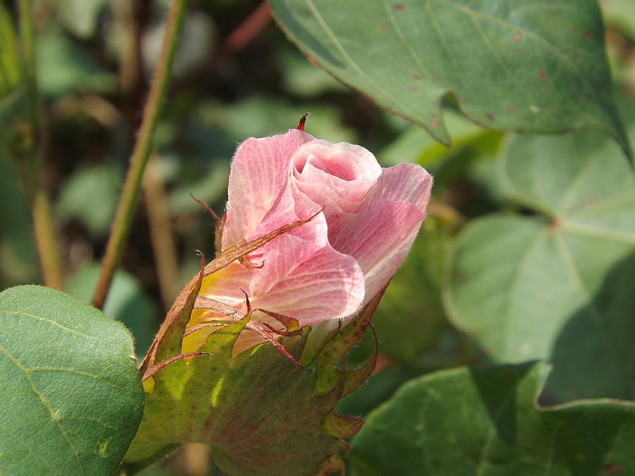 Flowers Still Life Photograph - Pink Cotton Flower by Caryl J Bohn