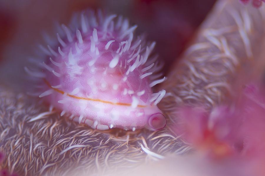 Shell Photograph - Pink cowrie shell on soft coral by Science Photo Library