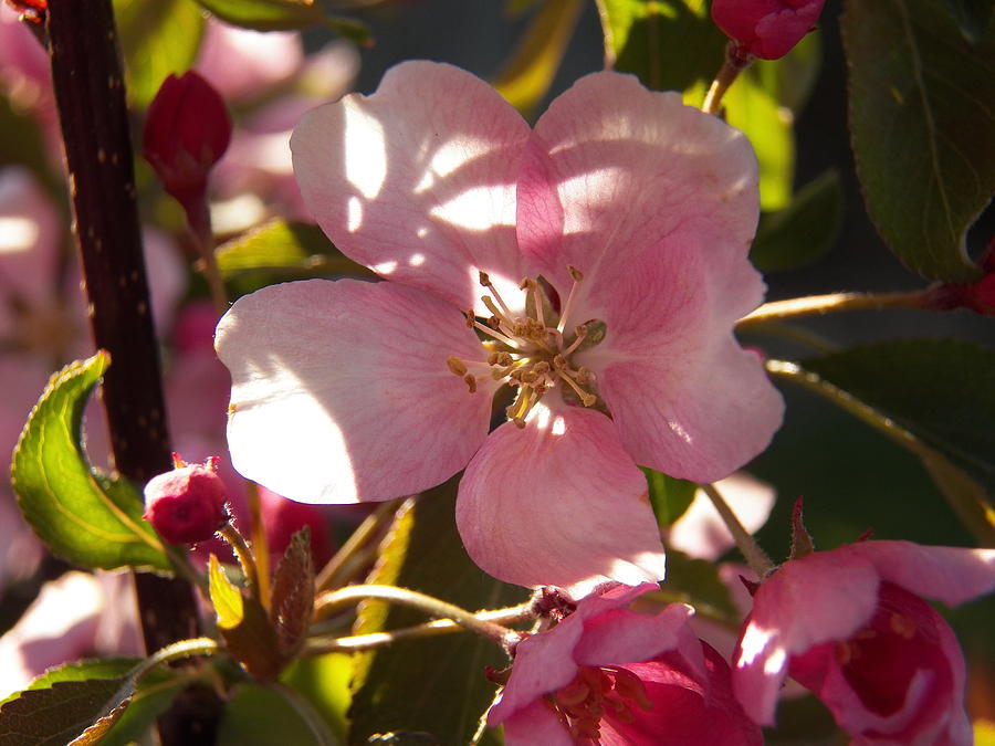 Pink Crab Apple Bloom and Shadows Photograph by Corinne Elizabeth Cowherd