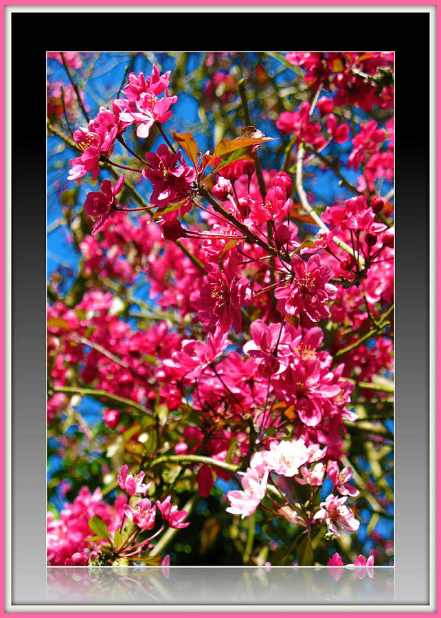 Pink Crab Apple Blossom Photograph by Charmaine Zoe