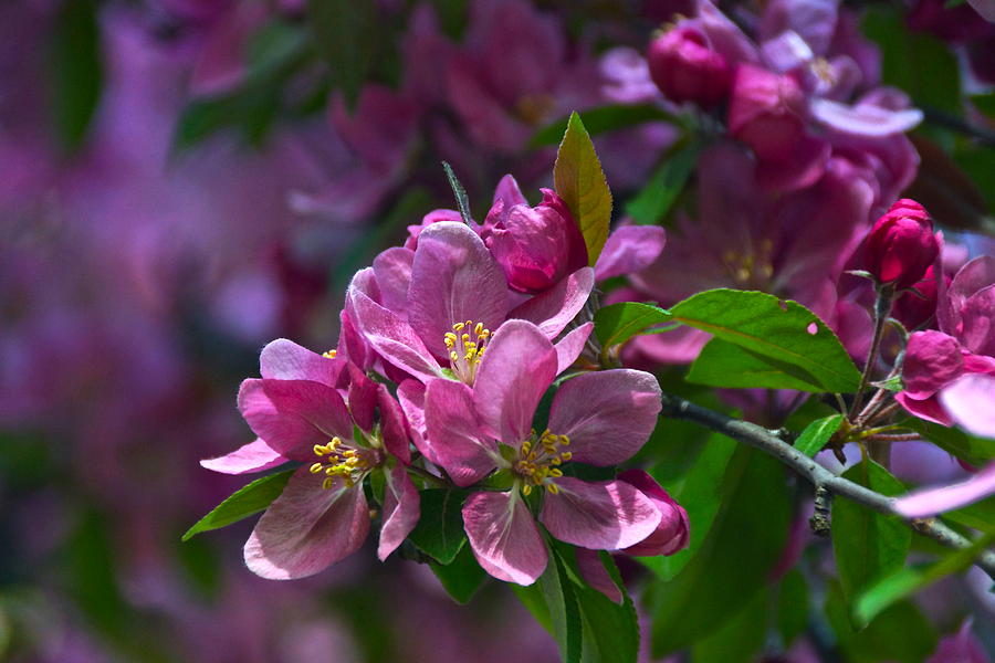 Pink Crabapple Blossoms Photograph by Byron Varvarigos