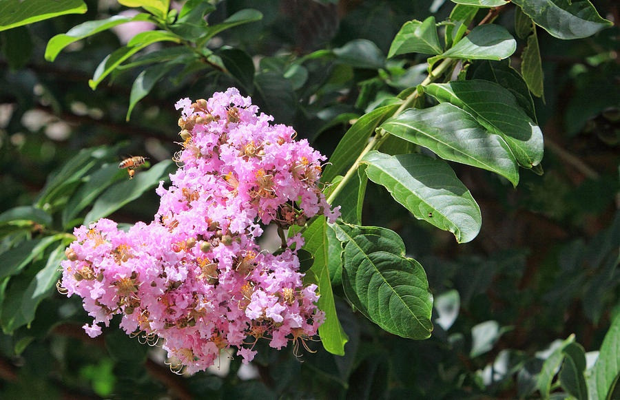 Pink Crape Myrtle Blossom with Tiny Bee Pyrography by Linda Phelps ...