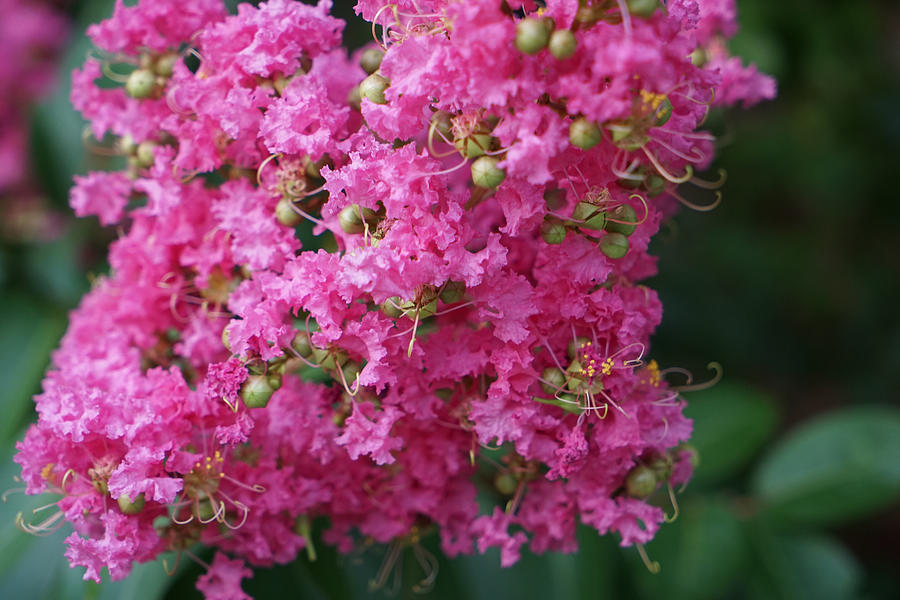 Pink Crape Myrtle Photograph by Jean Macaluso