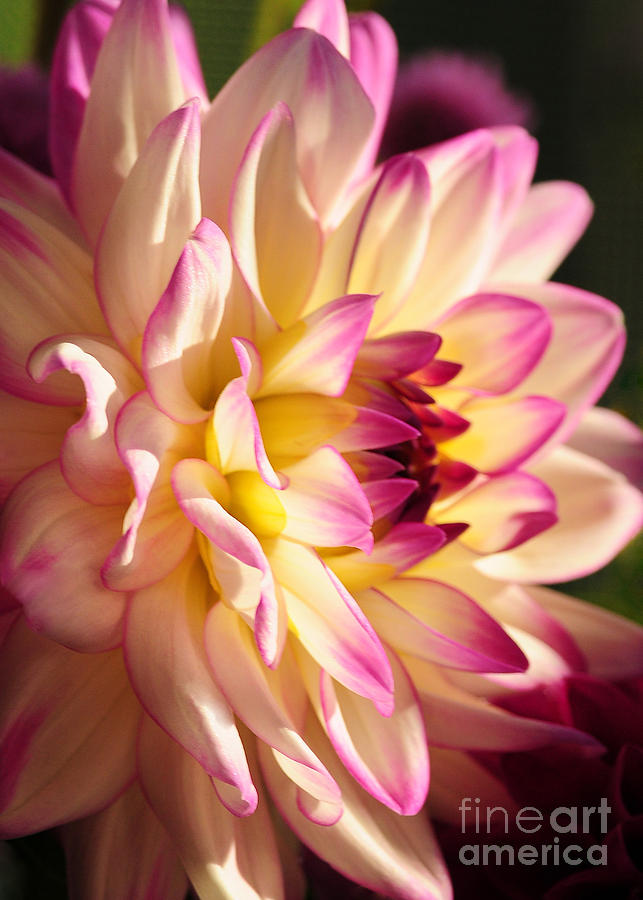 Nature Photograph - Pink Cream and Yellow Dahlia by Olivia Hardwicke