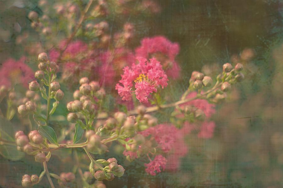 Pink Crepe Myrtle Photograph by Suzanne Powers