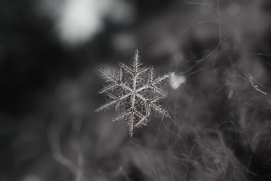 Winter Photograph - Pink Crystal by Jackie Novak