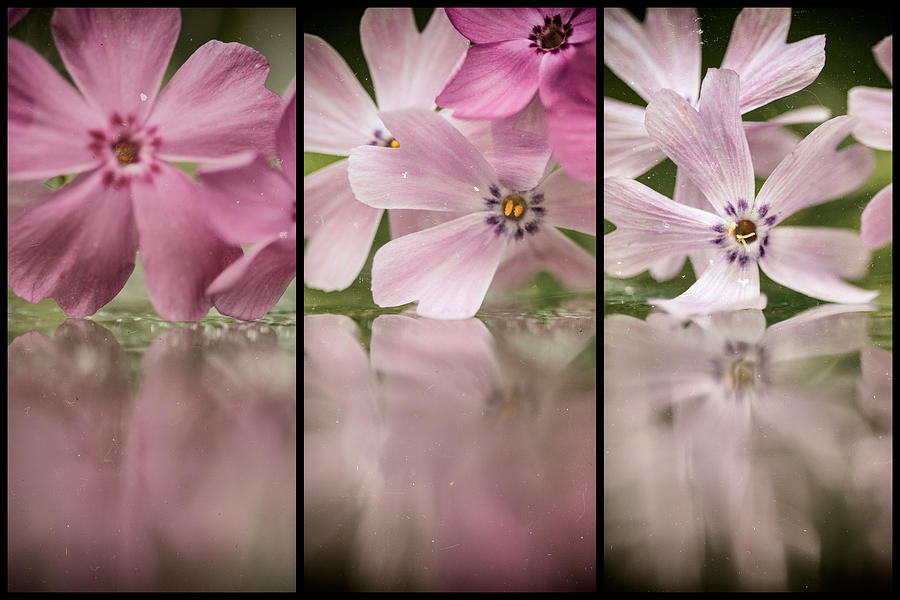 Flower Photograph - Pink Cubed by Lauri Novak
