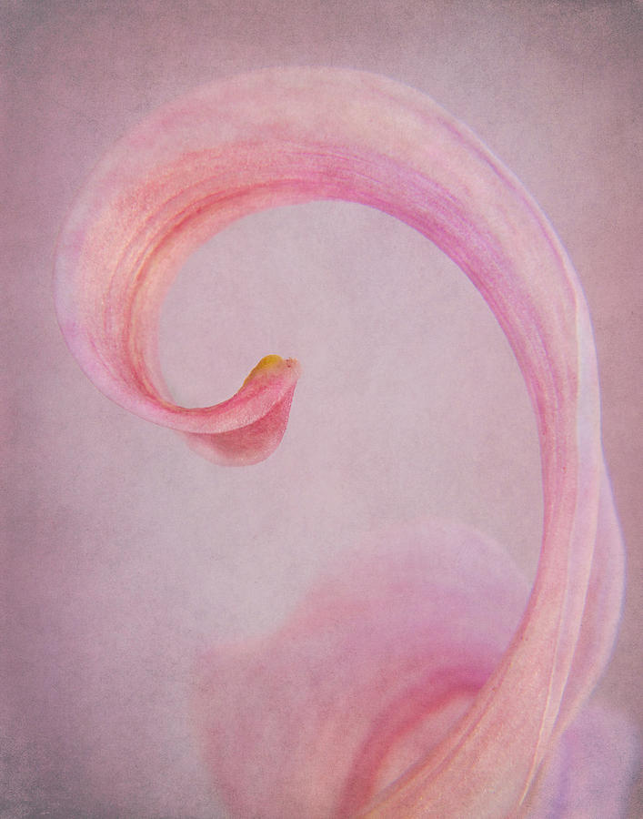 Pink Curve Photograph by David and Carol Kelly