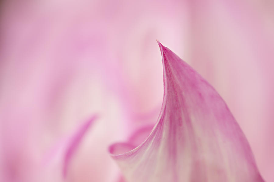 Nature Photograph - Pink Curve by Mary Jo Allen