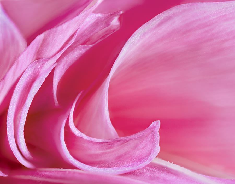 Pink Curves Photograph by Mary Jo Allen