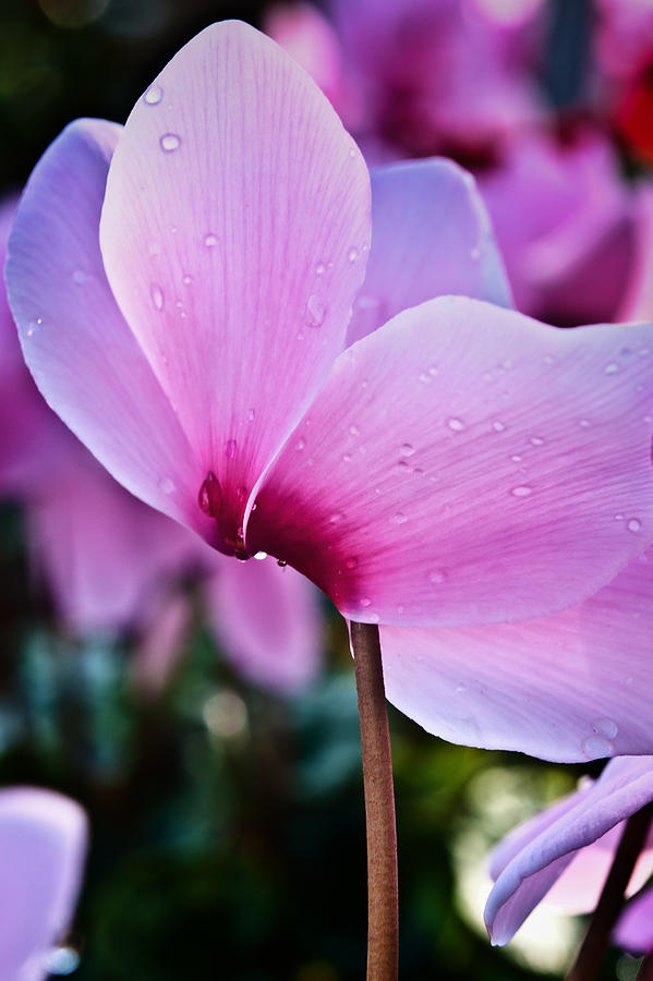 Flower Photograph - Pink Cyclamen by Thomas Hall