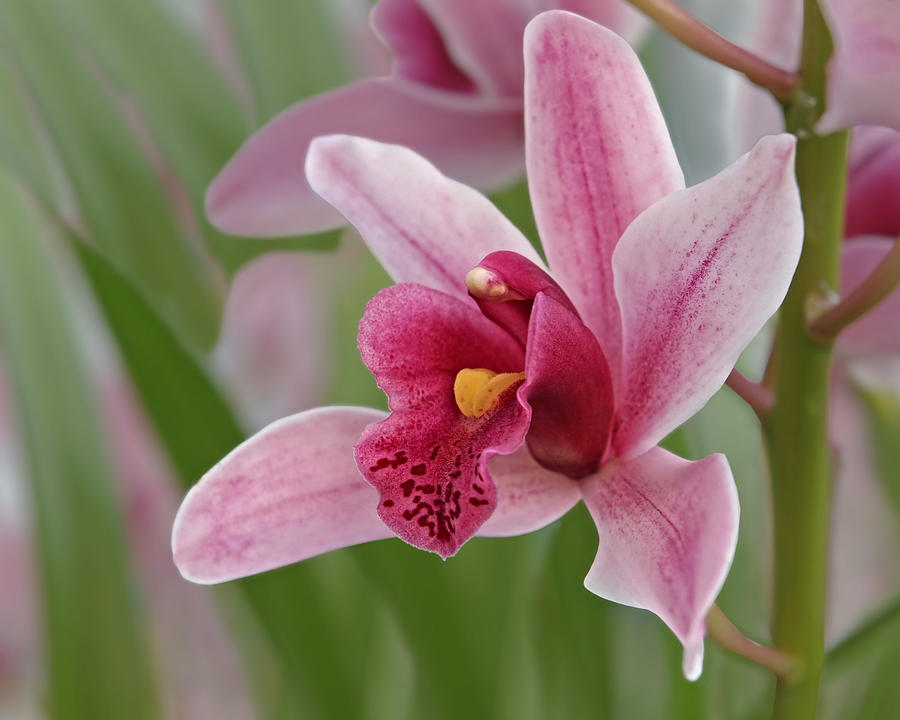 Pink Cymbidium Orchid Photograph by Gill Billington