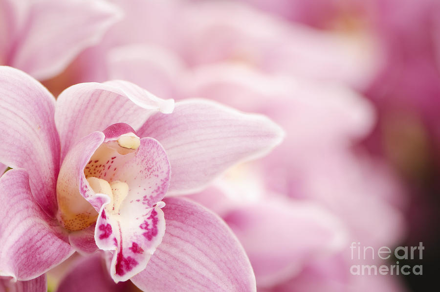 Nature Photograph - Pink Cymbidium Orchid  by Oscar Gutierrez