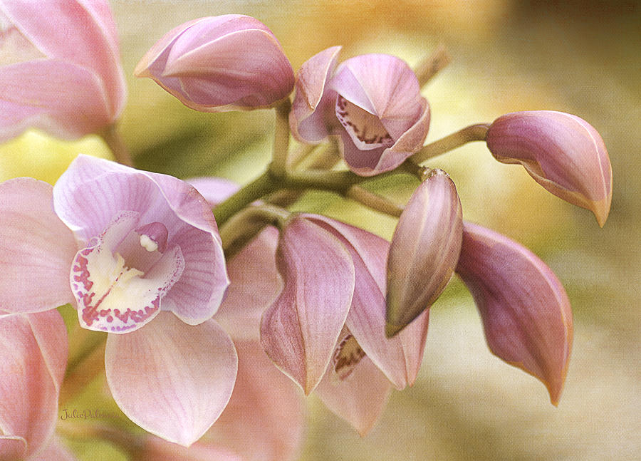 Pink Cymbidium Orchids Photograph by Julie Palencia