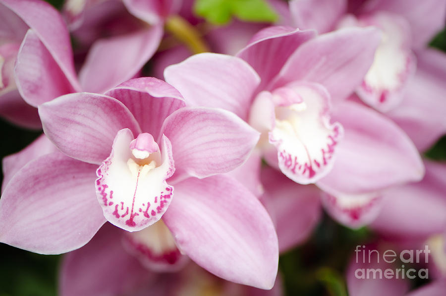 Pink Cymbidium Orchids Photograph by Oscar Gutierrez
