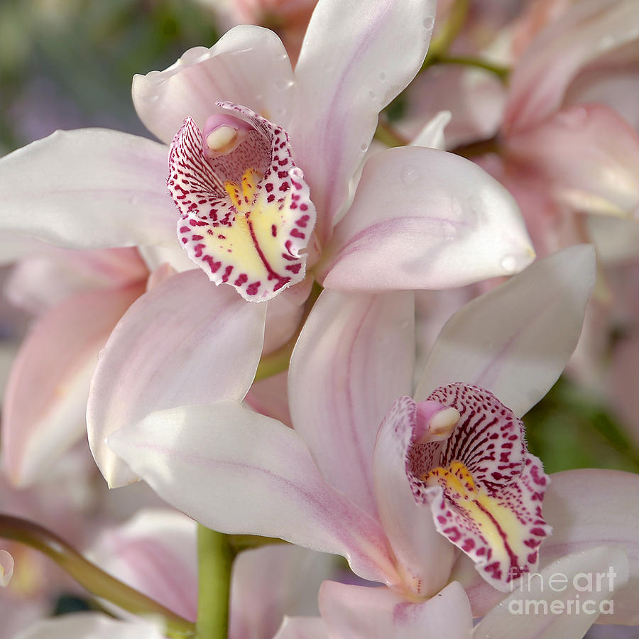 Orchid Photograph - Pink Cymbidium by Terri Winkler