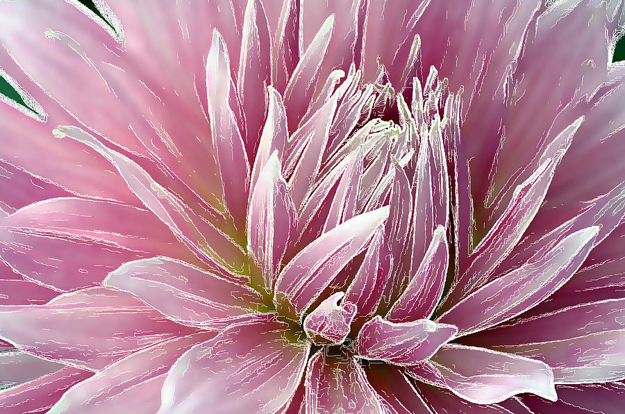 Pink Dahlia - Digital Art Photograph by Ellen Tully