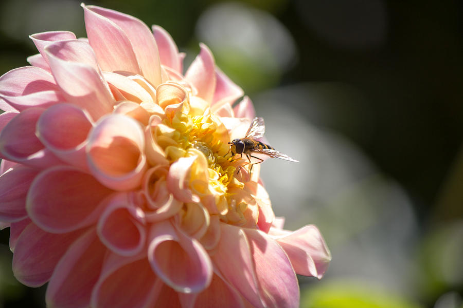 Pink Dahlia bee Photograph by Susan Jensen