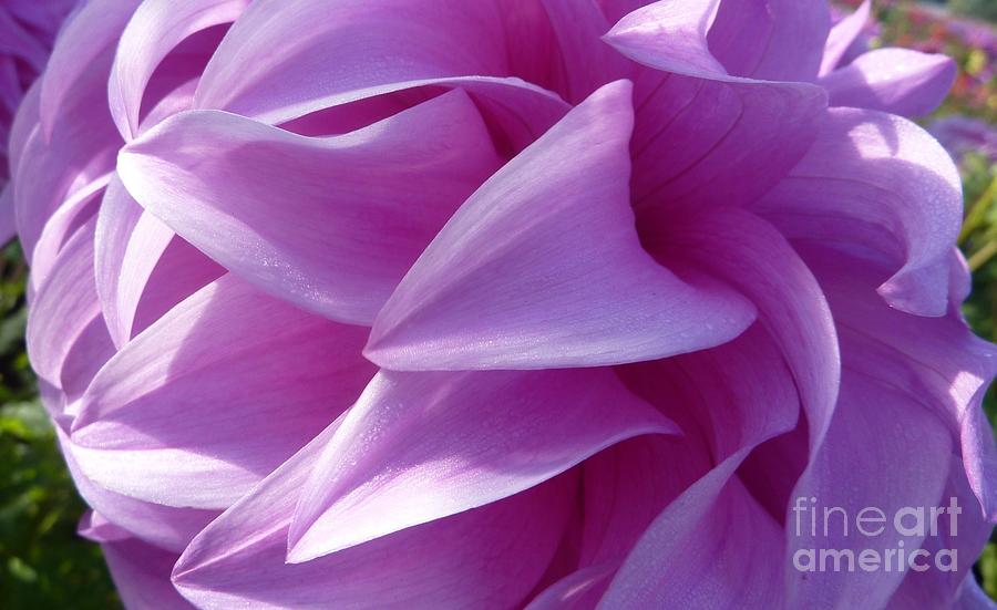 Flower Photograph - Pink Dahlia Blossom by Susan Garren