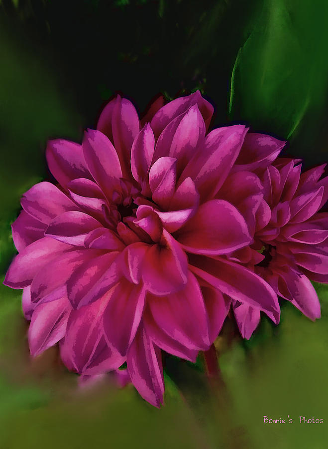 Pink Dahlia Photograph by Bonnie Willis
