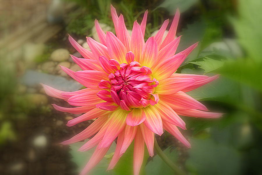 Abstract Photograph - Pink Dahlia by Brian Chase