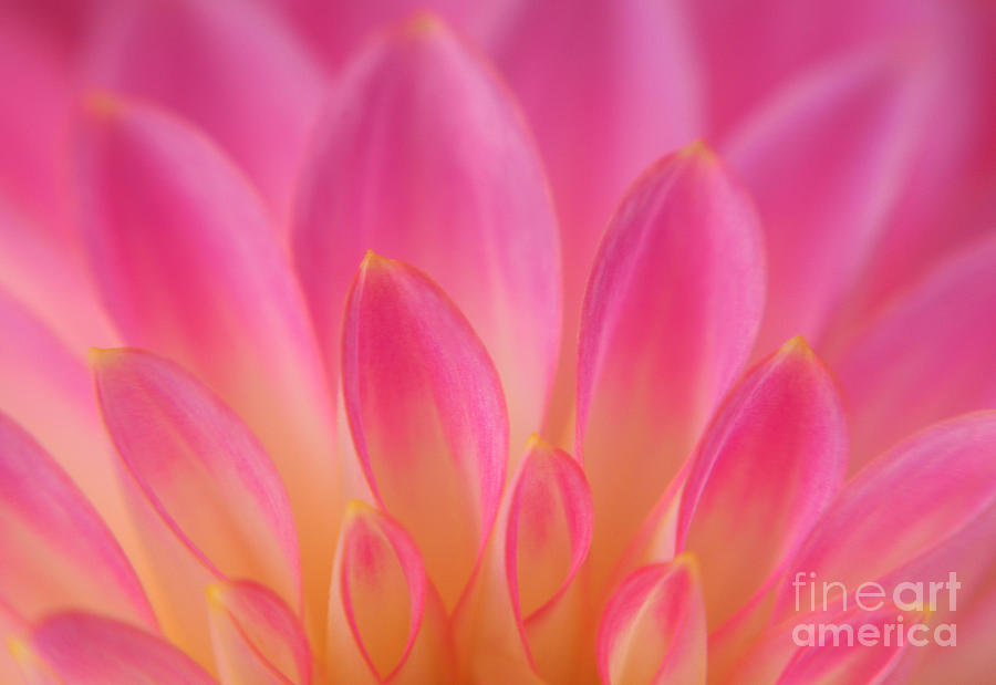 Nature Photograph - Pink Dahlia Close-up by Olivia Hardwicke