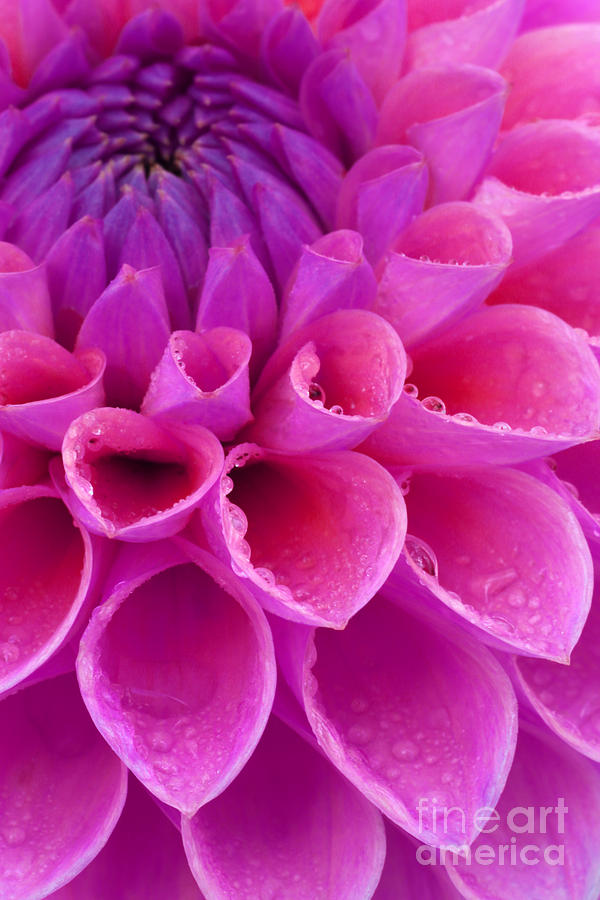Flower Photograph - Pink dahlia close-up by Rosemary Calvert