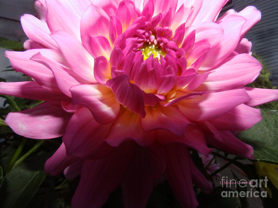 Pink Dahlia Opening Collection No. P49 Photograph by Monica C Stovall