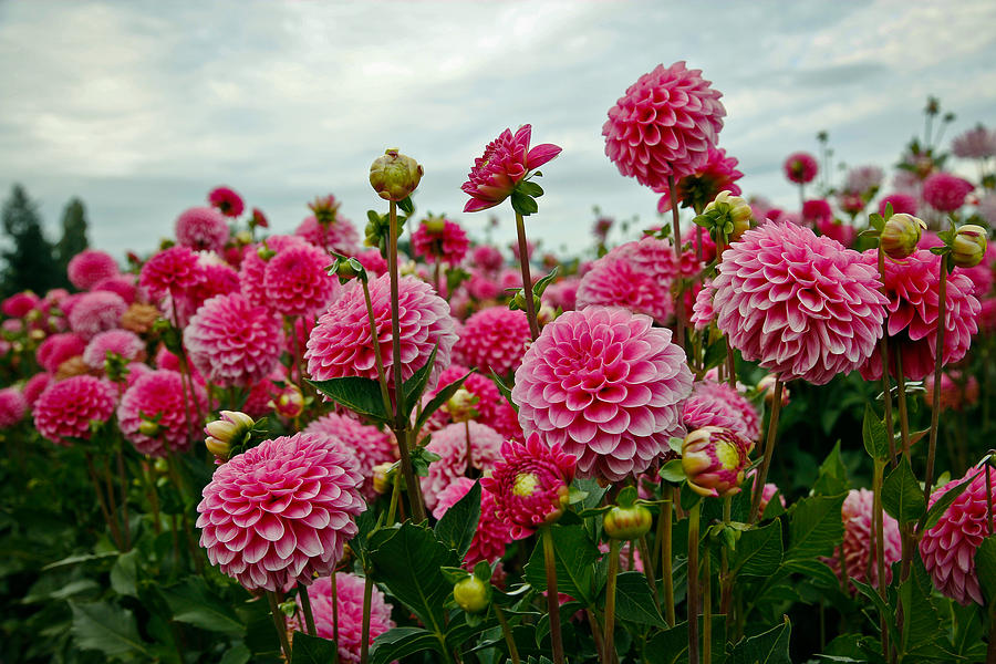 Pink Dahlia Field Photograph