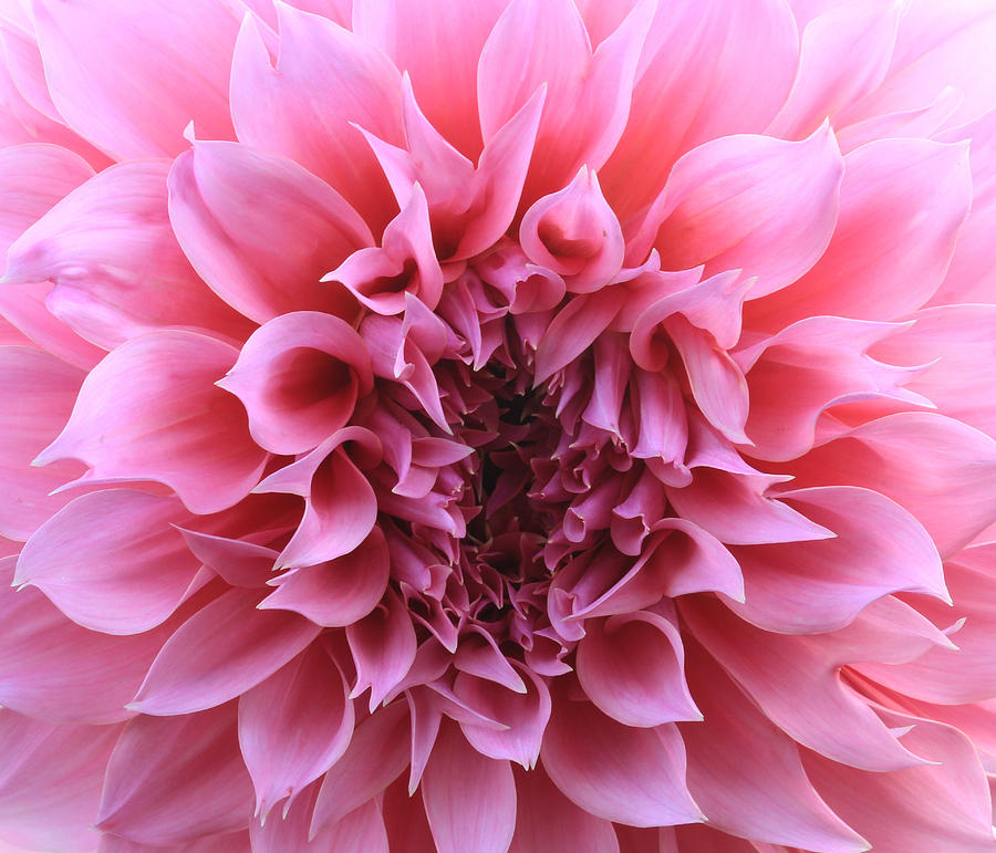 Pink Dahlia Flower Background Photograph by Auttapon Moonsawad - Pixels