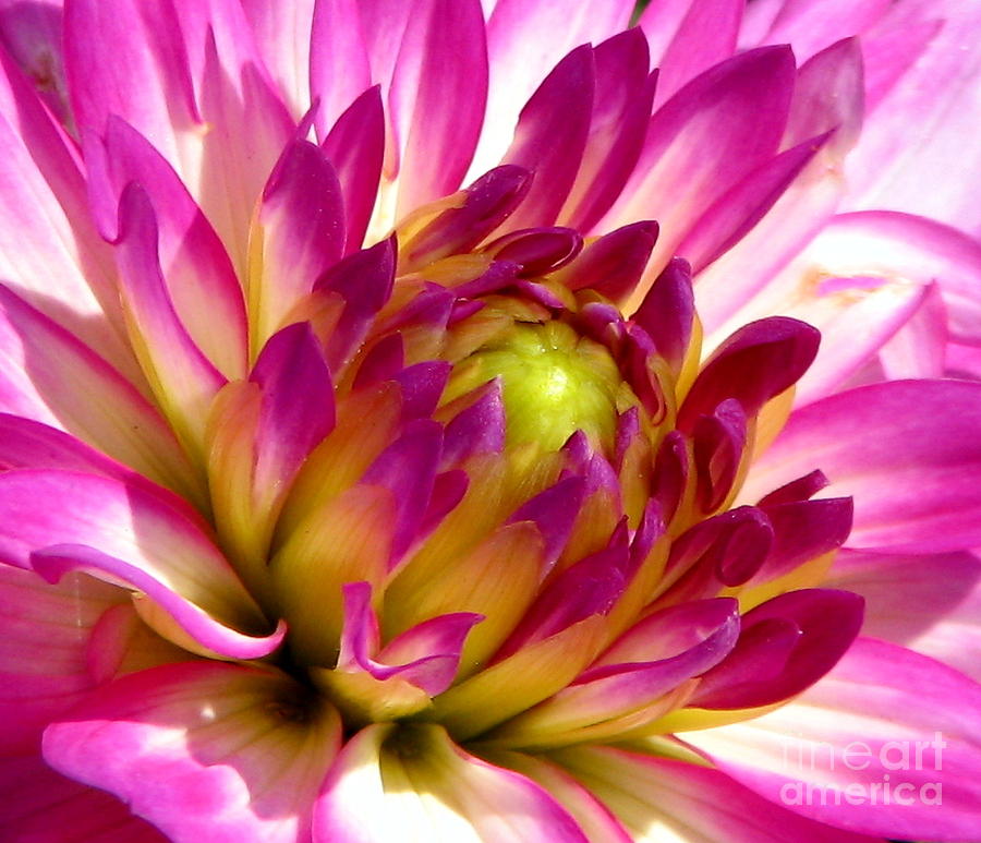 Pink Dahlia Flower Macro Photograph by Rose Santuci-Sofranko