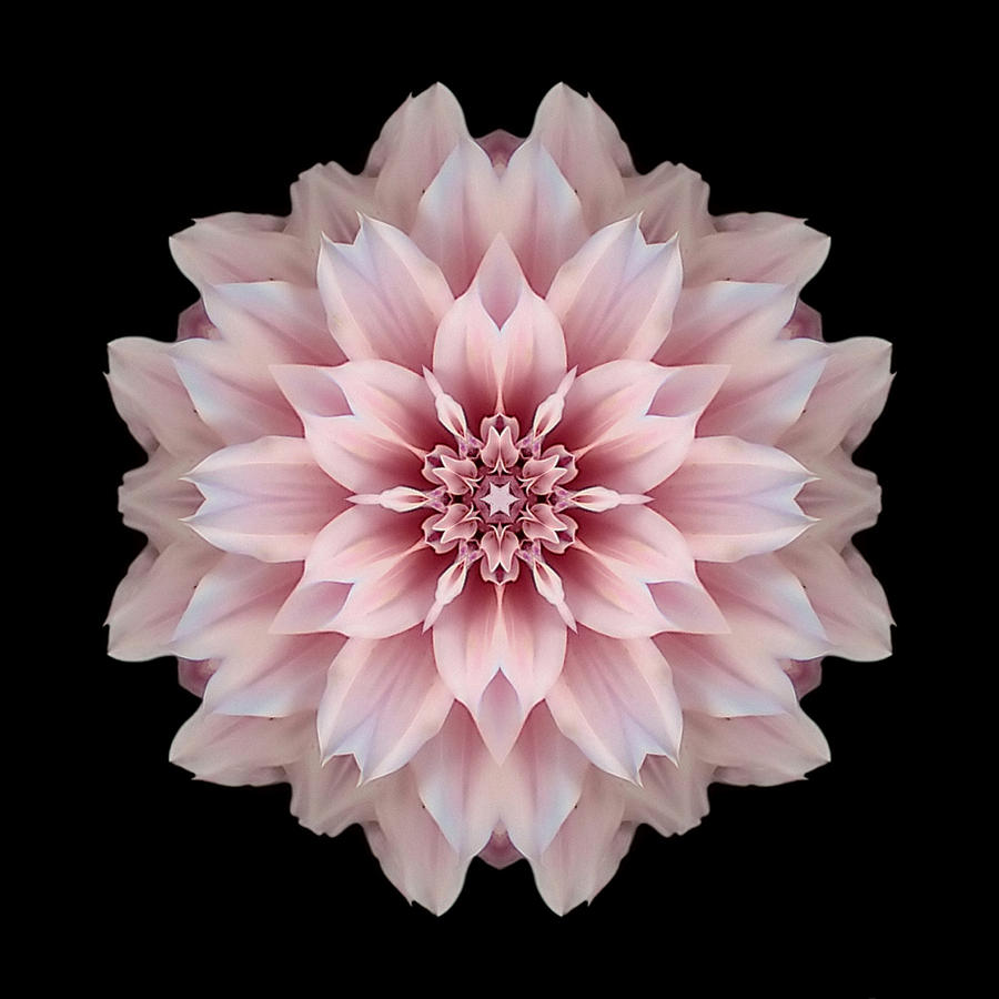 Pink Dahlia Flower Mandala Photograph by David J Bookbinder