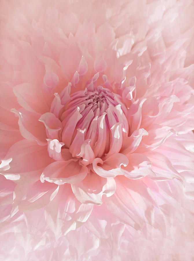Pink Dahlia Flower  Photograph by Jennie Marie Schell