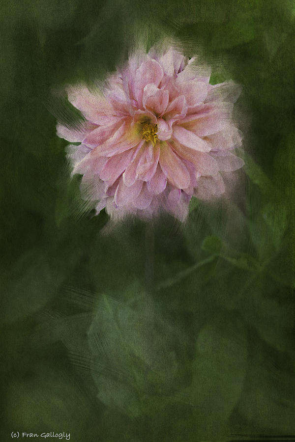 Pink Dahlia Photograph by Fran Gallogly