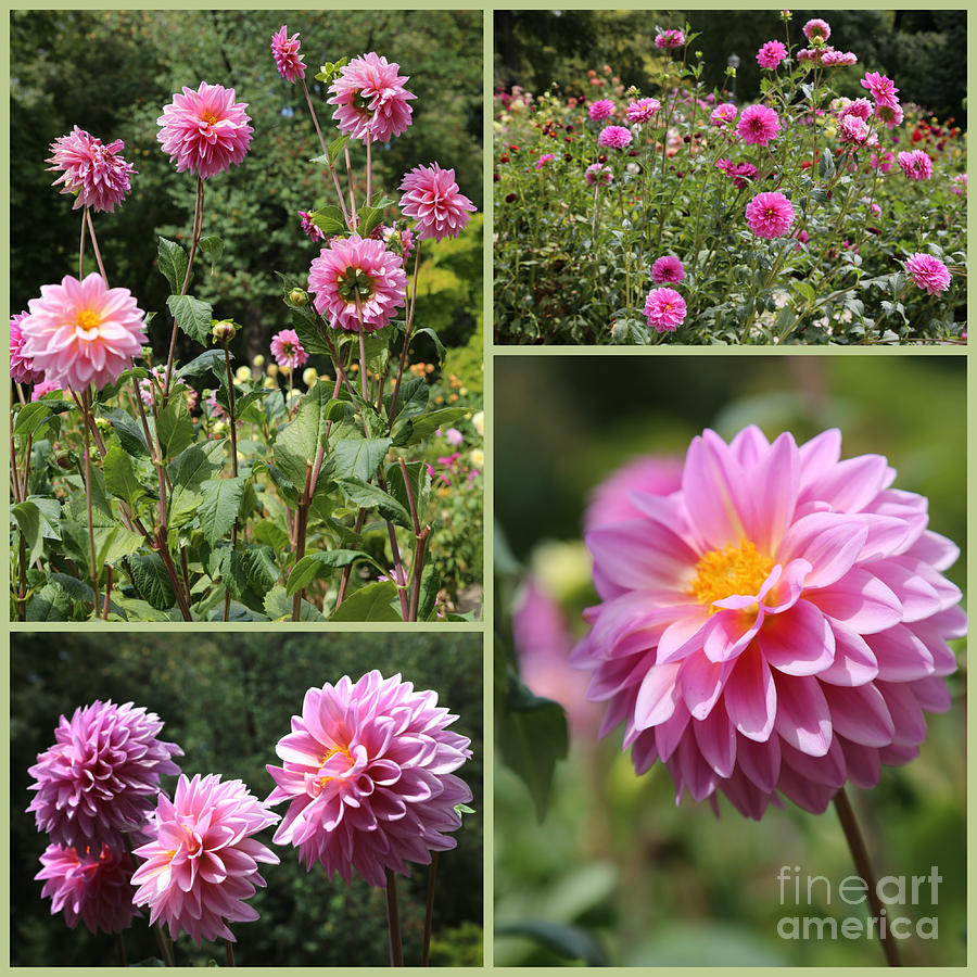 Pink Dahlia Garden Collage Photograph by Carol Groenen