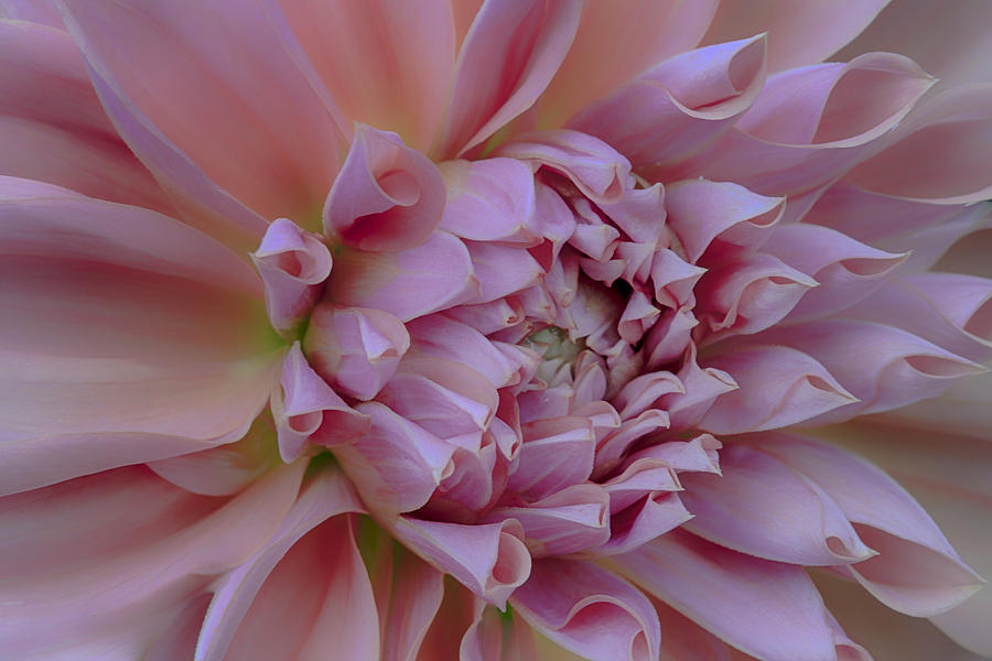 Pink Dahlia Photograph by Jacqui Boonstra