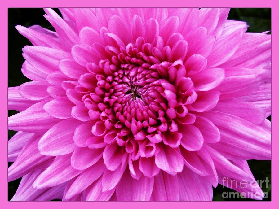 Large Pink Dahlia Photograph by Joan-Violet Stretch