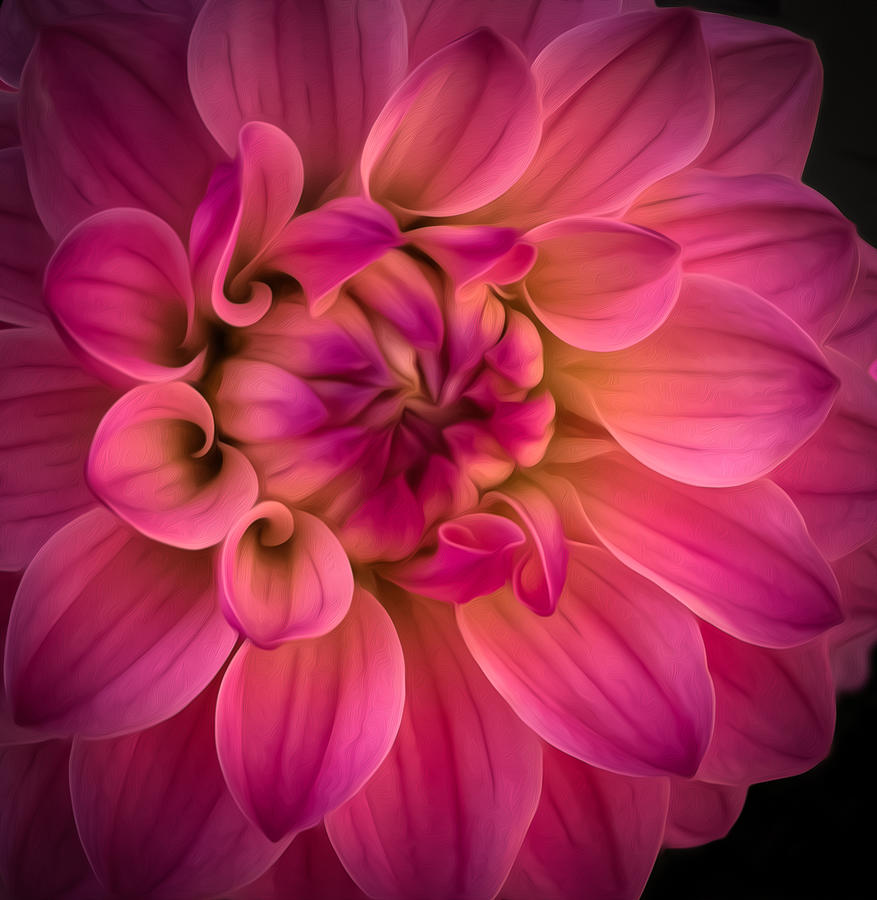 Pink Dahlia Photograph by Linda Villers