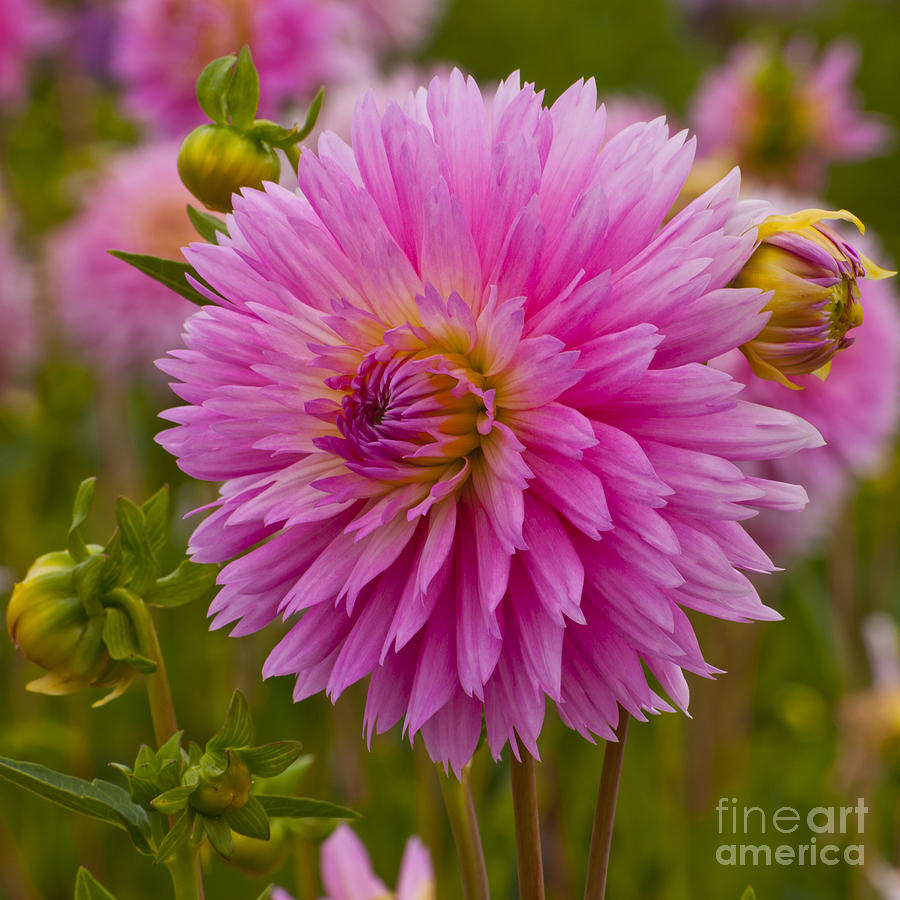 Flowers Still Life Photograph - Pink Dahlia  by M J