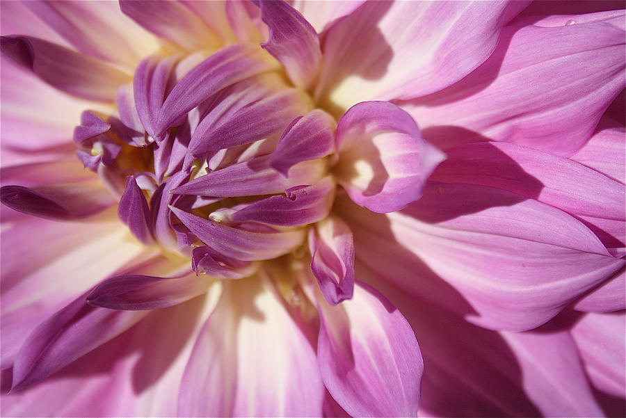 Pink Dahlia Photograph by Melinda Saminski