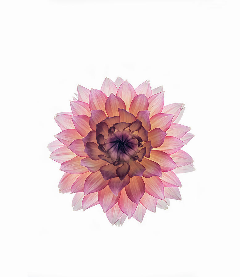 Pink Dahlia On White Background Photograph by Mike Hill
