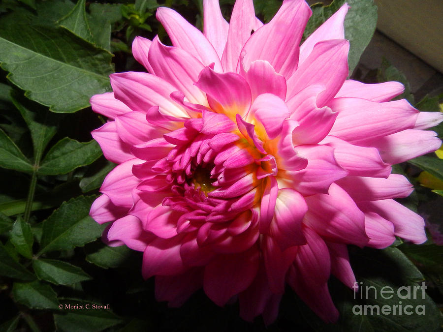 Pink Dahlia Opening Collection No. P60 Photograph by Monica C Stovall