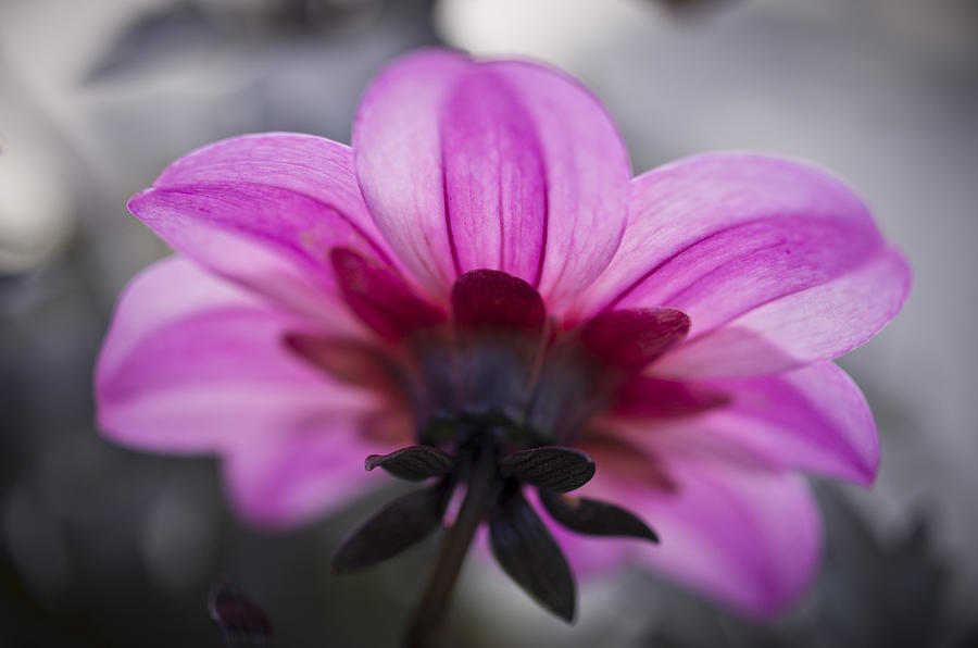 Flower Photograph - Pink Dahlia by Priya Ghose