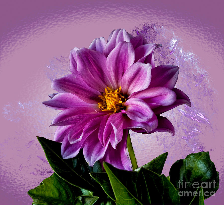 Pink Dahlia Photograph by Shirley Mangini