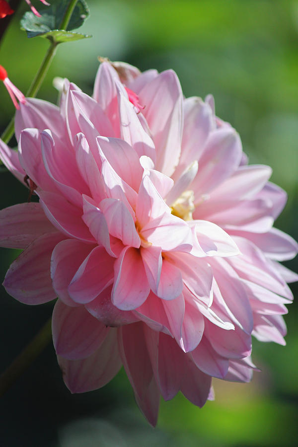 Fall Photograph - Pink Dahlia by Suzanne Gaff