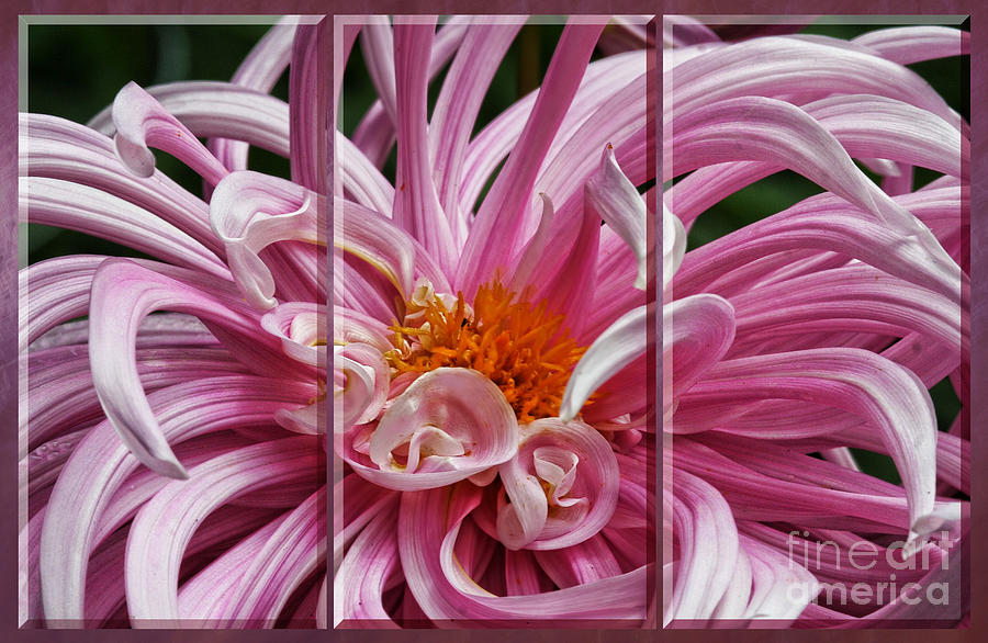 Pink Dahlia  Triptych Photograph by Shirley Mangini