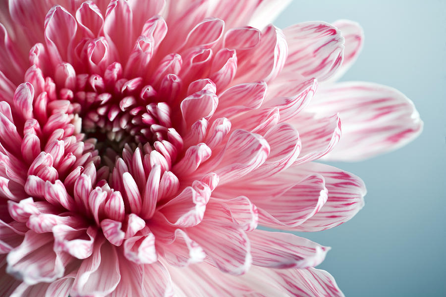 Pink Dahlia Photograph by Vanessa Van Ryzin, Mindful Motion Photography