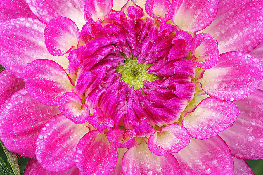 https://images.fineartamerica.com/images-medium-large-5/pink-dahlia-with-raindrops-dean-pennala.jpg