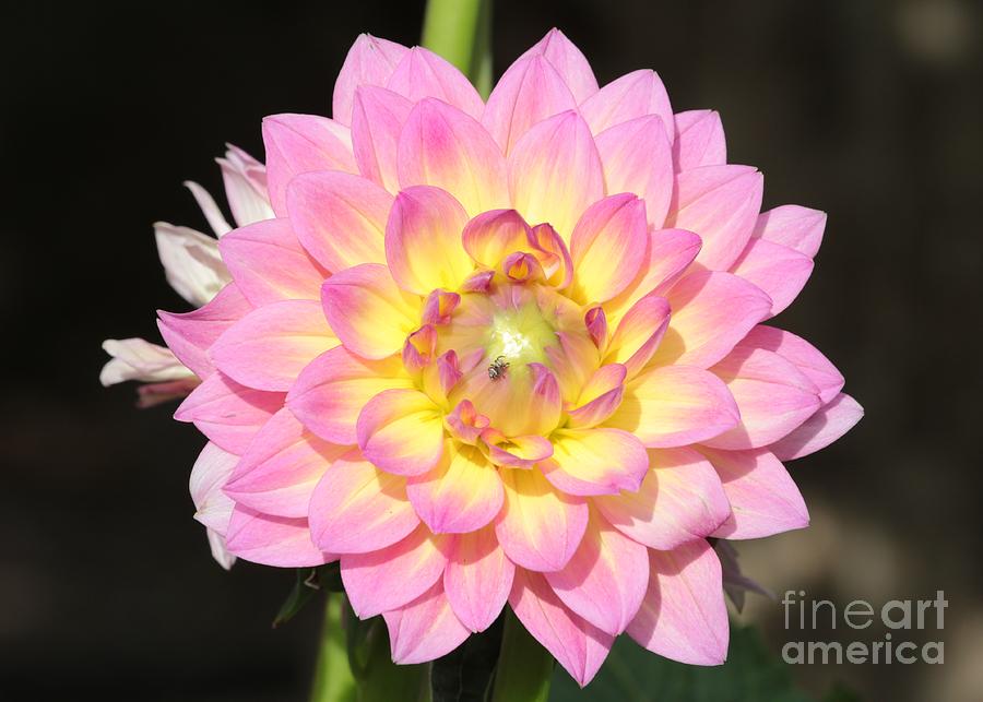 Nature Photograph - Pink Dahlia with Spider by Carol Groenen