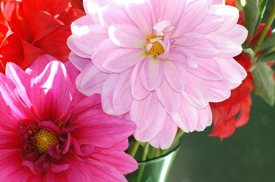 Pink Dahlias in the morning Photograph by Lehua Pekelo-Stearns